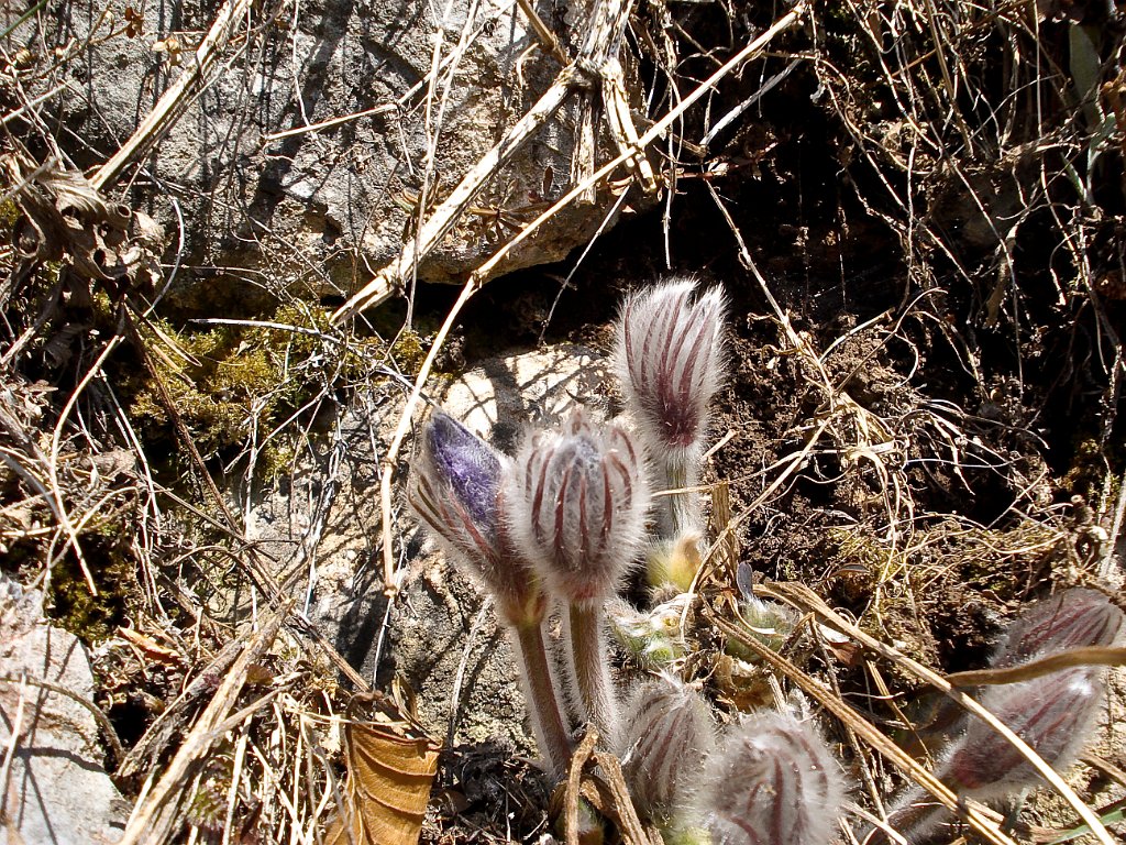 25 Die Steirische Kuhschelle ist noch nicht ganz aufgeblueht.JPG